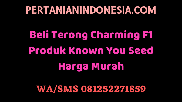 Beli Terong Charming F1 Produk Known You Seed Harga Murah